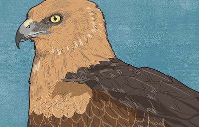 Marsh harrier animal illustration biodiversity illustration bird illustration clean illustration conservation detailed illustration editorial illustration educational illustration environment illustration flat illustration hand drawn illustration illustration natural history nature illustration ornithology realistic illustration scientific illustration species illustration vector illustration wildlife illustration