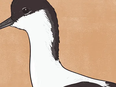 Avocet animal illustration biodiversity illustration bird illustration clean illustration conservation detailed illustration editorial illustration educational illustration environment illustration flat illustration hand drawn illustration illustration natural history nature illustration ornithology realistic illustration scientific illustration species illustration vector illustration wildlife illustration
