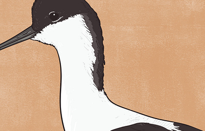 Avocet animal illustration biodiversity illustration bird illustration clean illustration conservation detailed illustration editorial illustration educational illustration environment illustration flat illustration hand drawn illustration illustration natural history nature illustration ornithology realistic illustration scientific illustration species illustration vector illustration wildlife illustration