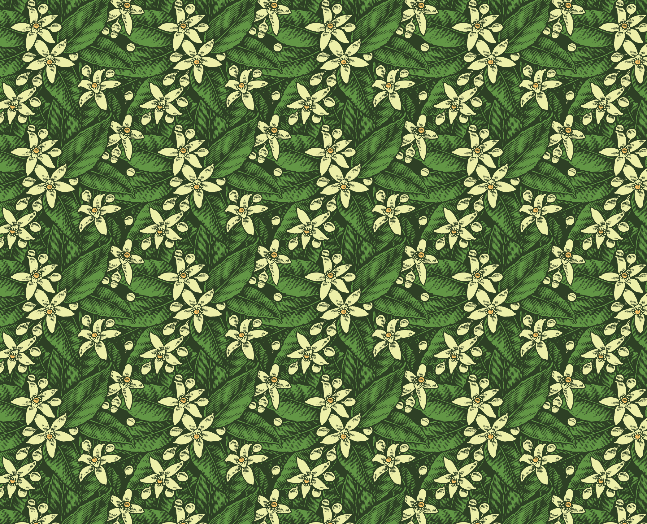 A Pattern of Orange Blossoms for Tissue Boxes classic illustration pattern pen and ink vintage woodcut