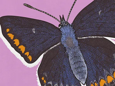 Common Blue biodiversity illustration butterfly illustration clean illustration conservation detailed illustration editorial illustration educational illustration environment illustration flat illustration hand drawn illustration illustration insect illustration lepidopterology natural history nature illustration realistic illustration scientific illustration species illustration vector illustration wildlife illustration