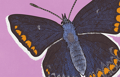 Common Blue biodiversity illustration butterfly illustration clean illustration conservation detailed illustration editorial illustration educational illustration environment illustration flat illustration hand drawn illustration illustration insect illustration lepidopterology natural history nature illustration realistic illustration scientific illustration species illustration vector illustration wildlife illustration