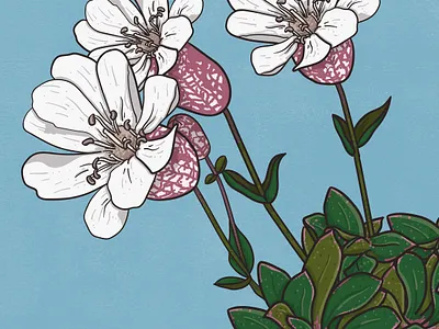 Sea Campion animal illustration biodiversity illustration botanical illustration clean illustration conservation detailed illustration editorial illustration educational illustration environment illustration flat illustration flora illustration hand drawn illustration illustration natural history nature illustration plant illustration realistic illustration scientific illustration species illustration vector illustration