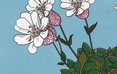 Sea Campion animal illustration biodiversity illustration botanical illustration clean illustration conservation detailed illustration editorial illustration educational illustration environment illustration flat illustration flora illustration hand drawn illustration illustration natural history nature illustration plant illustration realistic illustration scientific illustration species illustration vector illustration