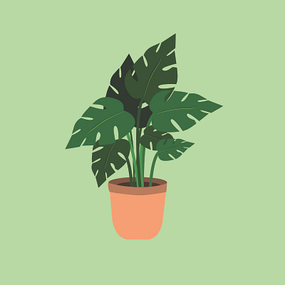 Monstera plant design graphic design illustration vector