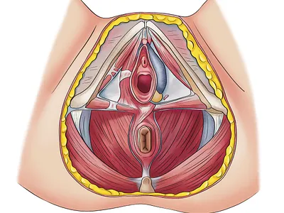 Manual for Oncology Patients anatomy digital art drawing illustration manual