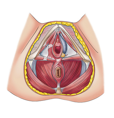 Manual for Oncology Patients anatomy digital art drawing illustration manual