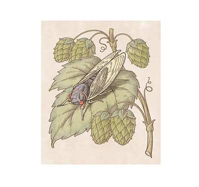 My Illustration of a Cicada for a Brewery beer brewery classic illustration label packaging pen and ink vector art vintage woodcut