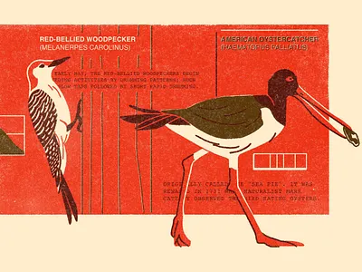 Birds Postcard birds digital illlustration nature postcard procreate woodpecker