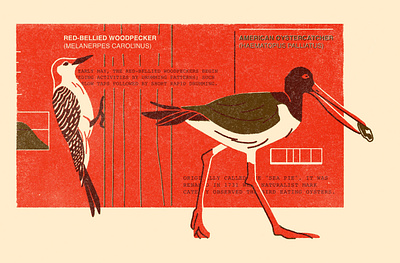 Birds Postcard birds digital illlustration nature postcard procreate woodpecker