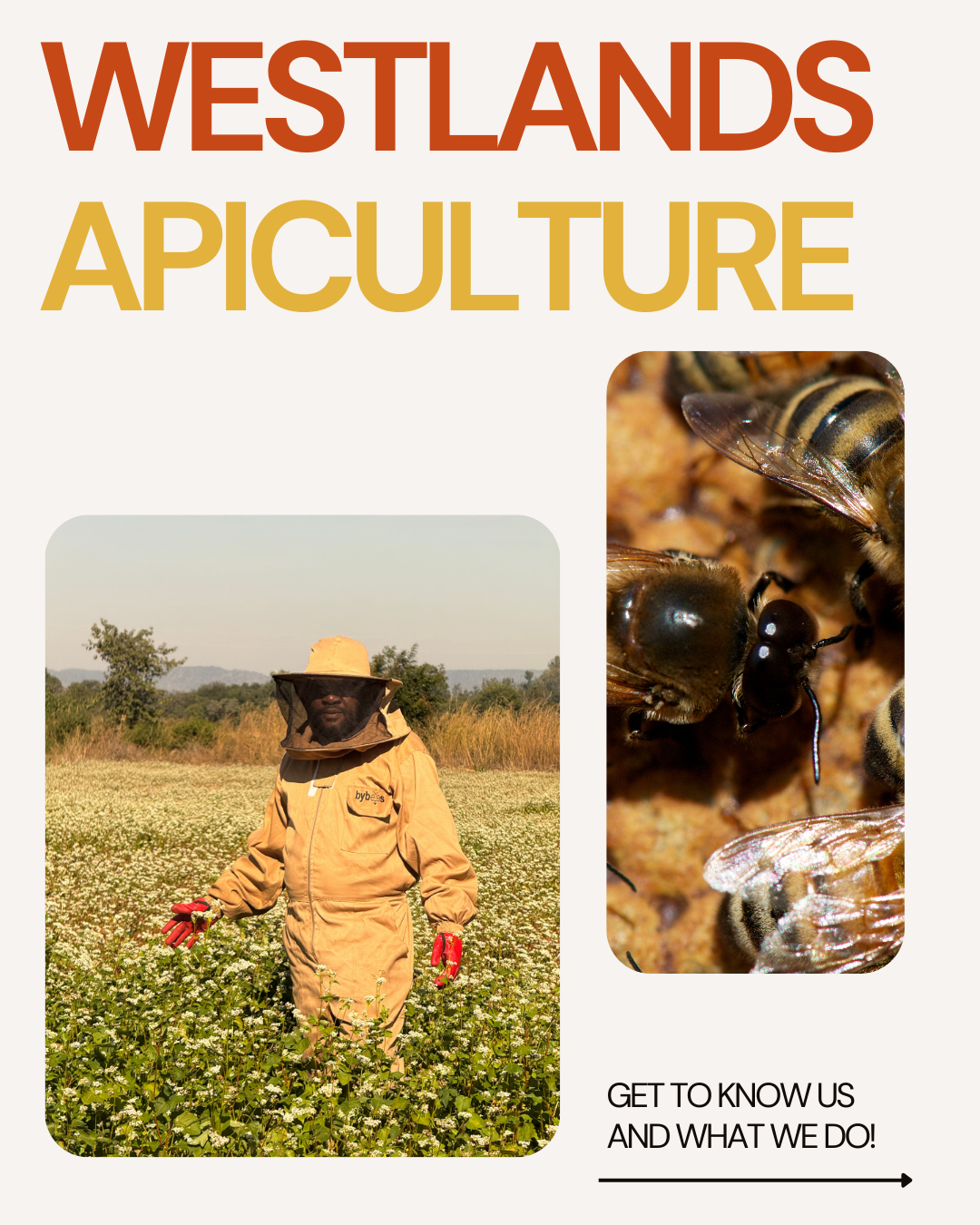 Westland Apiculture: Social Media Assets branding graphic design social media