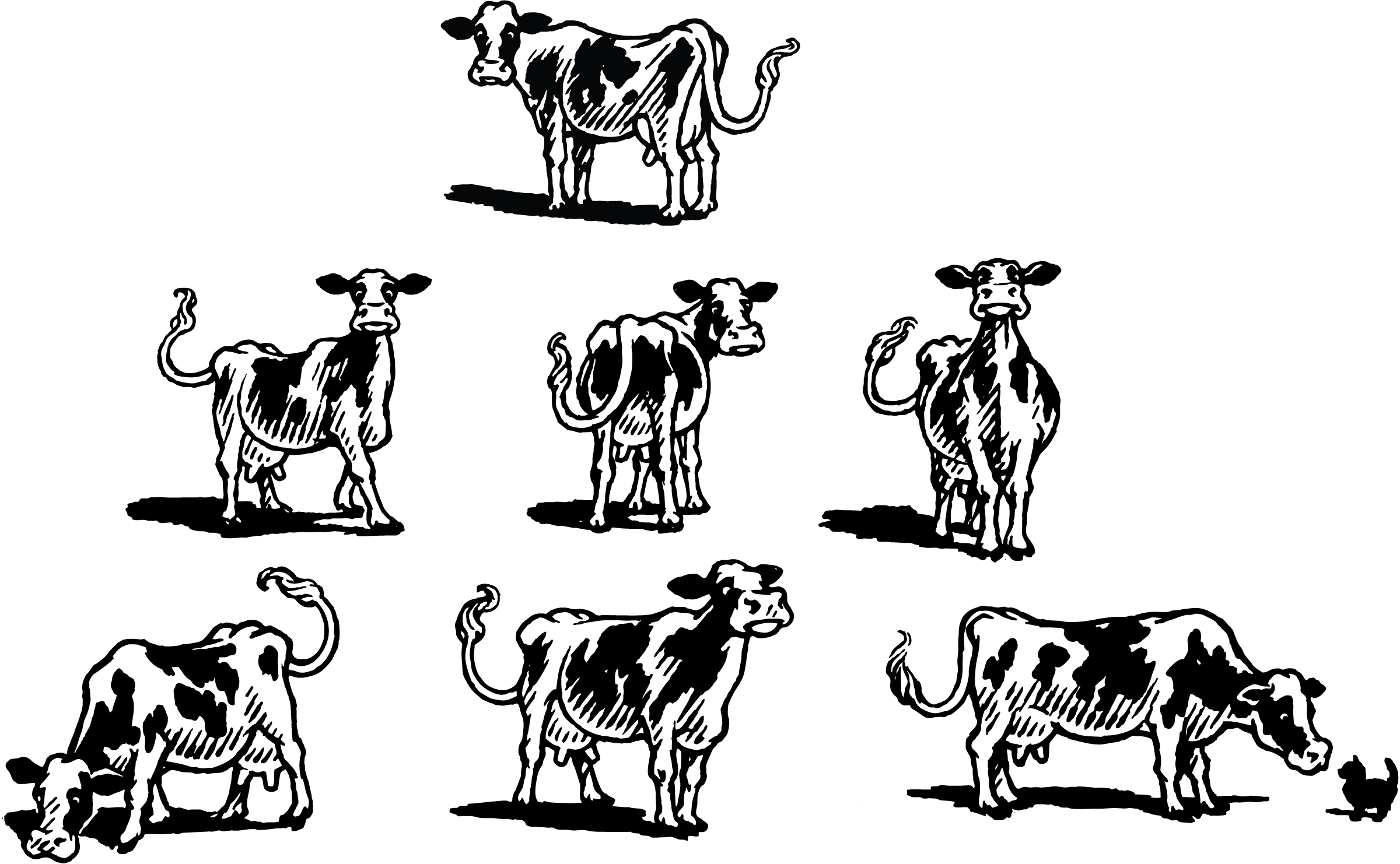 Clueless Cows for a Dairy Product Promotion ad branding brochure classic dairy hand drawn illustration pen and ink promotion vintage woodcut