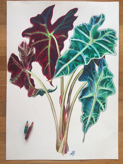 Plant studies - colored pencils
