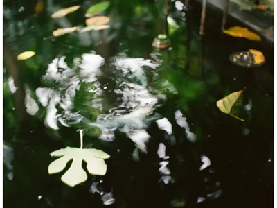 Film Photography | Como Conservatory editing photography