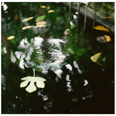 Film Photography | Como Conservatory editing photography