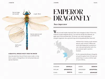 Emperor Dragonfly - Encyclopedia Scientific Illustration animal book dragonfly editorial encyclopedia geography illustration infographics insect nature page science scientific ui