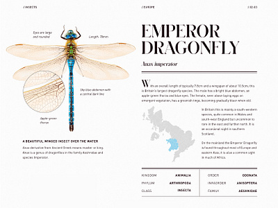 Emperor Dragonfly - Encyclopedia Scientific Illustration animal book dragonfly editorial encyclopedia geography illustration infographics insect nature page science scientific ui