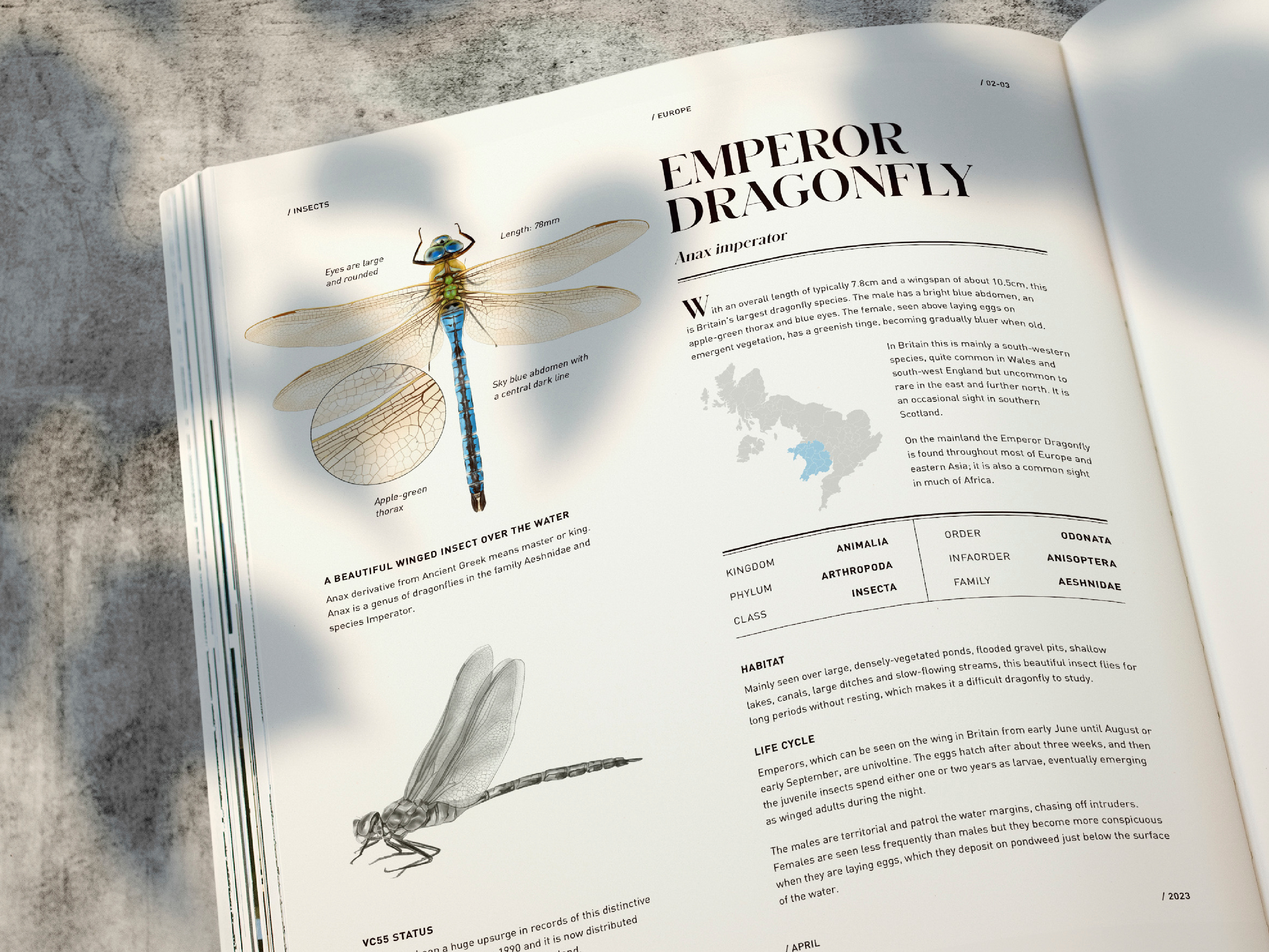 Emperor Dragonfly - Encyclopedia Scientific Illustration by Daria
