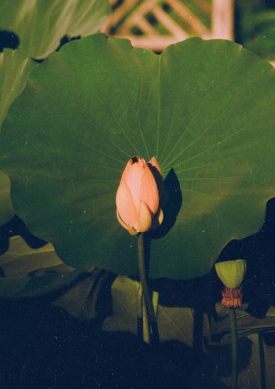 bloom album cover book cover collage cover design design digital art graphic design illustration 그래픽디자인 꼴라주 꼴라쥬 콜라주 콜라쥬