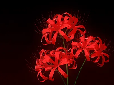 lycoris 3d animation blender flower