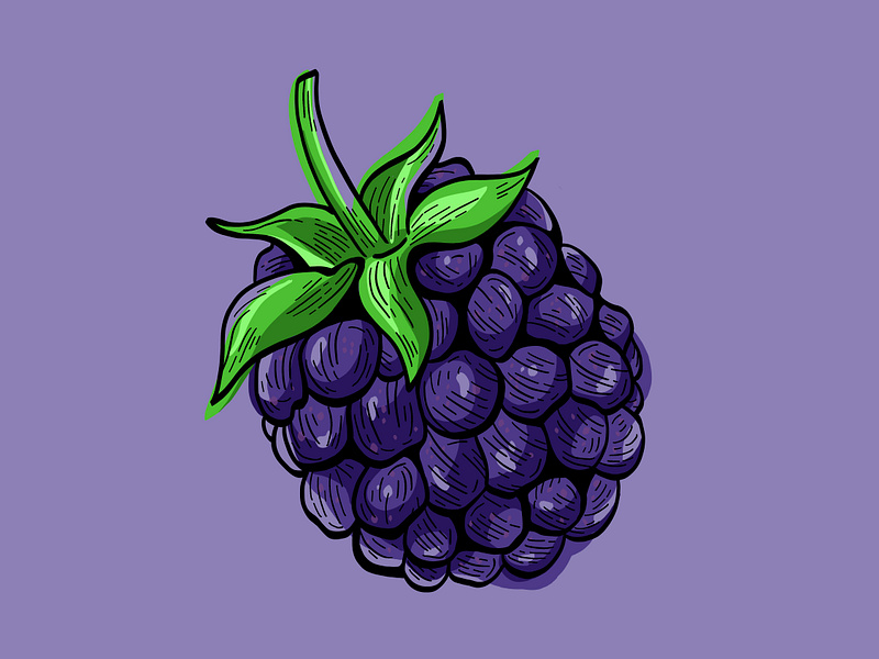 Fresh Blackberry Fruit agriculture berries berry blackberry brand creative drawing food illustration food packaging fresh fruit healthy illustration line art raspberry seasonal spot illustration style summer superfood