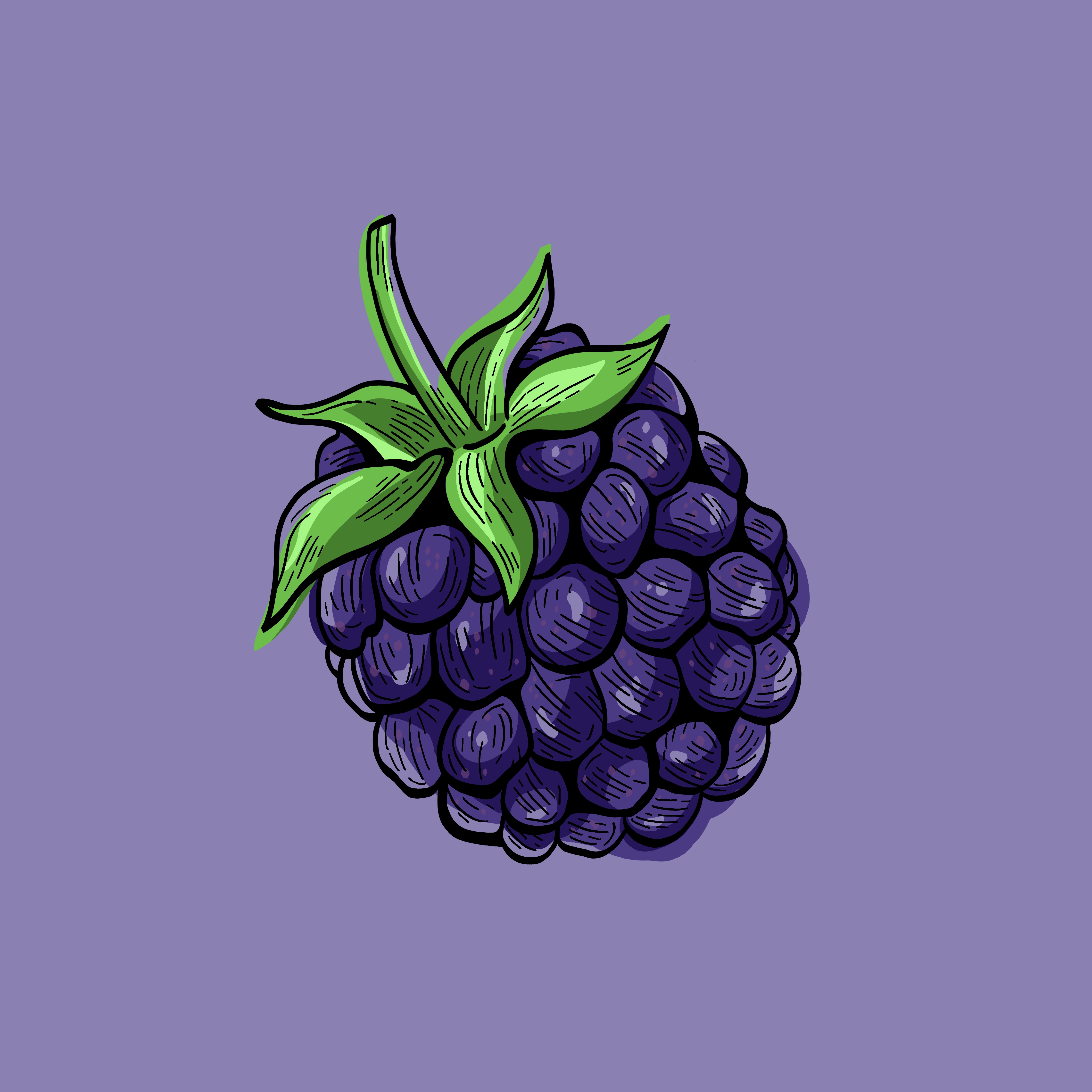 blackberry fruit drawing