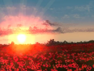 Poppy field