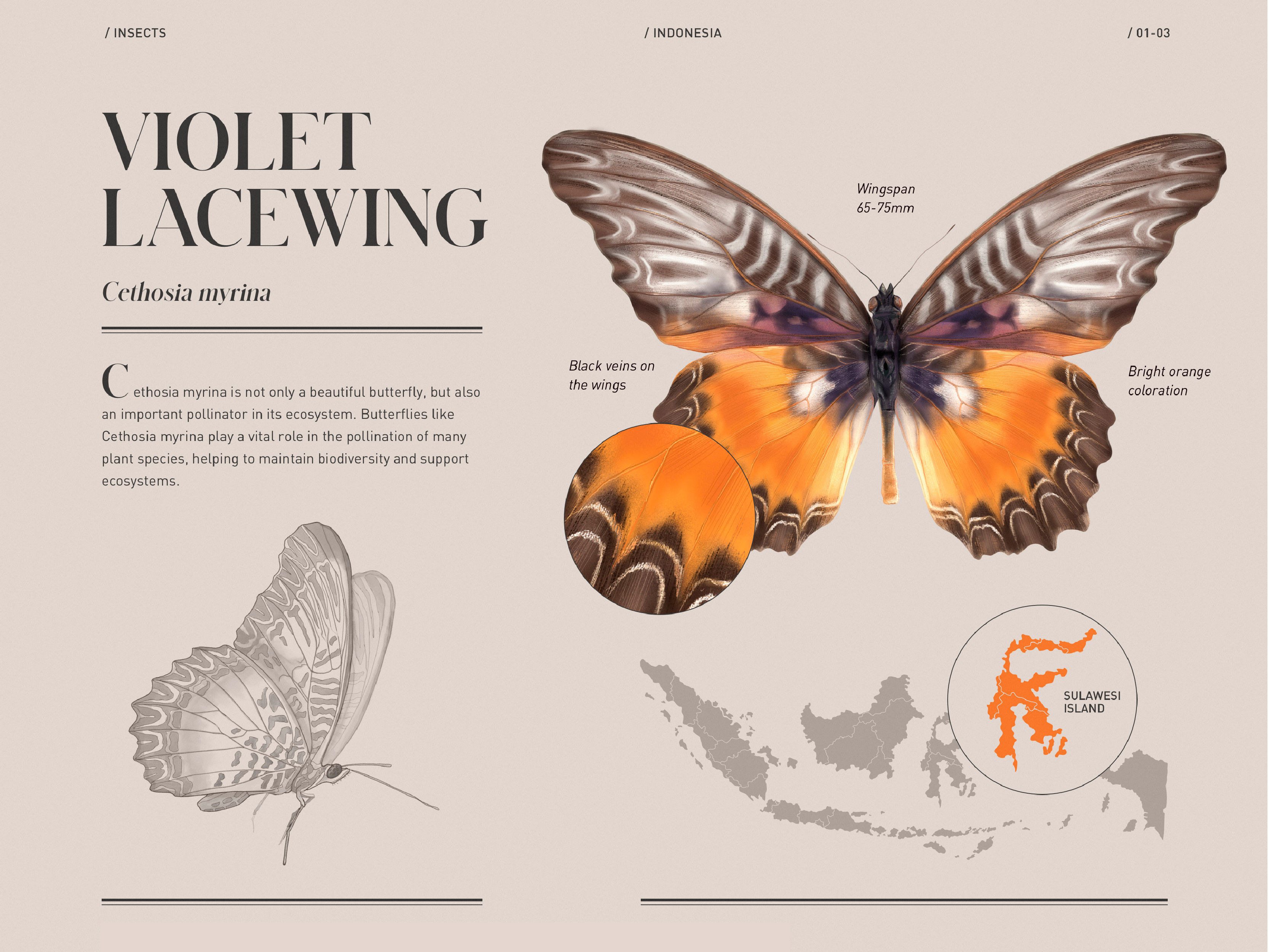 Encyclopedia Scientific Illustration | Violet Lacewing Batterfly