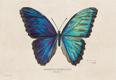 Blue Morpho art butterfly drawing illustration naturalist illustration scientific illustration