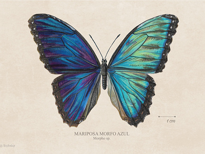 Blue Morpho art butterfly drawing illustration naturalist illustration scientific illustration