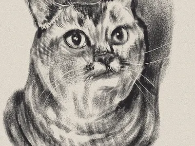Bella cat animals graphic