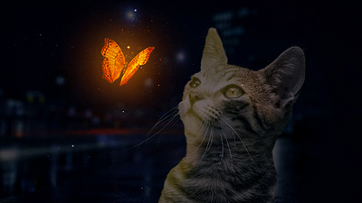 Butterfly & Cat Edit lighting photo manipulation photoshop