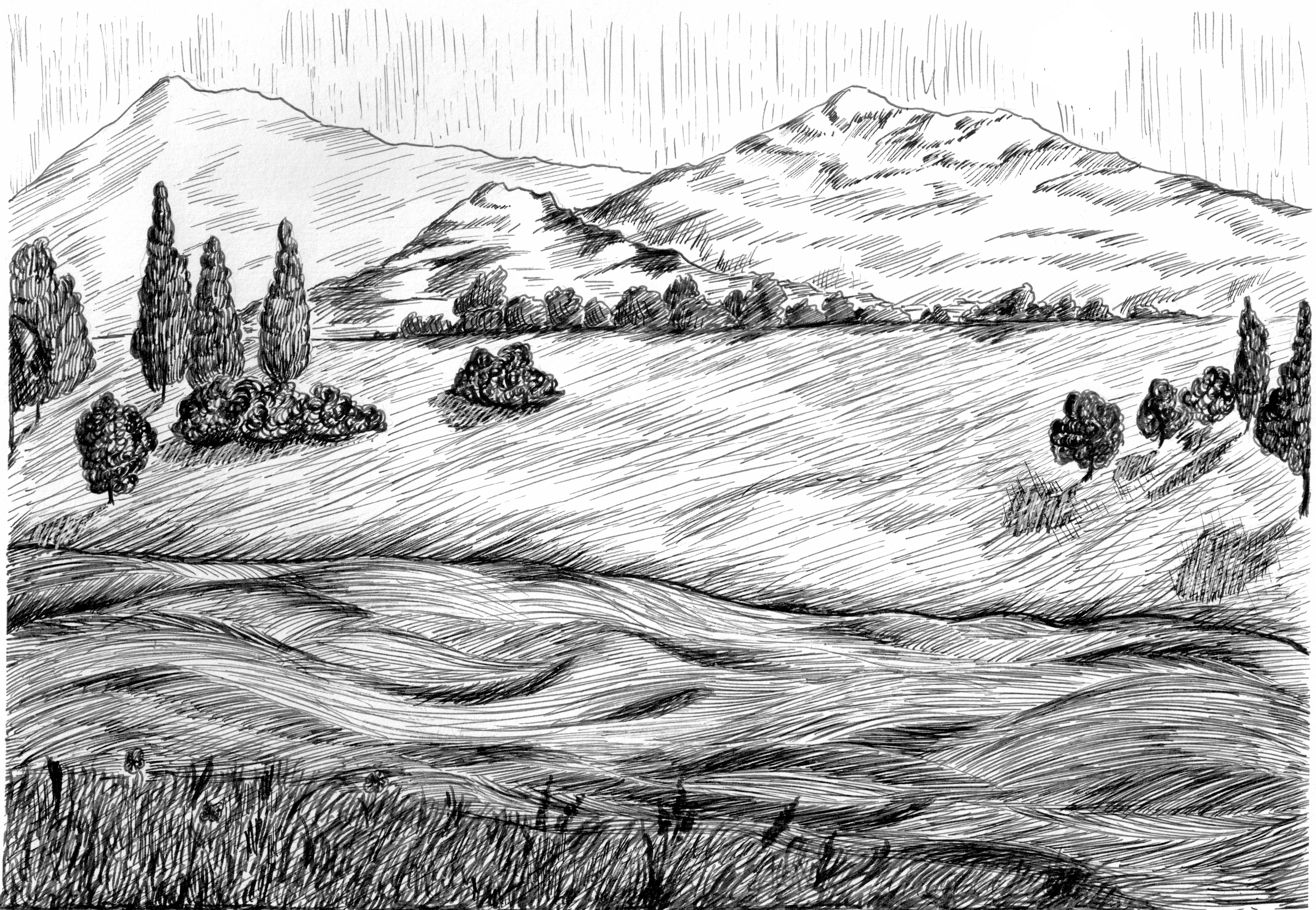 Example of Detailed Hand Drawn Graphic Illustration