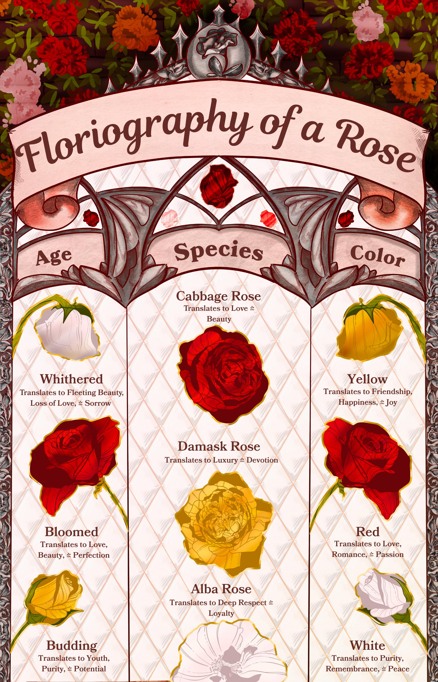 Floriography of a Rose - Information Poster design digital design graphic design ill illustration information procreate typography