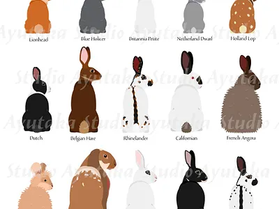 15 rabbits breeds animal bunnies cartoon cute design graphic design illustration rabbit rabbit breeds