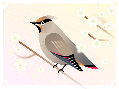 Birds & Flowers 2/24 Japanese Waxwing bird graphic design illustration japanese waxwing spring vector
