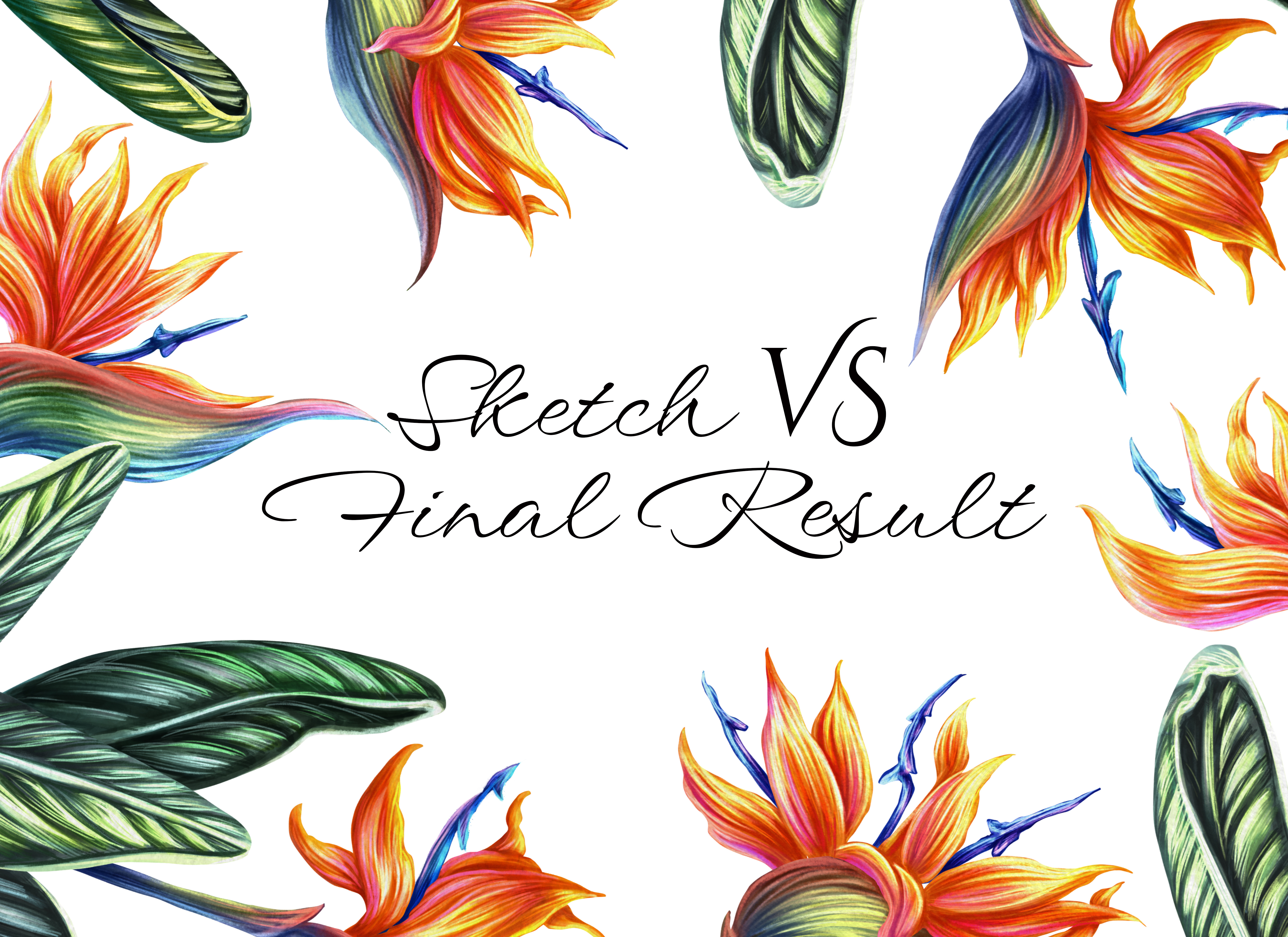 Sketch vs final result. Strelitzia flowers 2d artist art botanical illustration colorful illustration digital art digital illustration flowers graphic design illustration illustrator nature print tropics