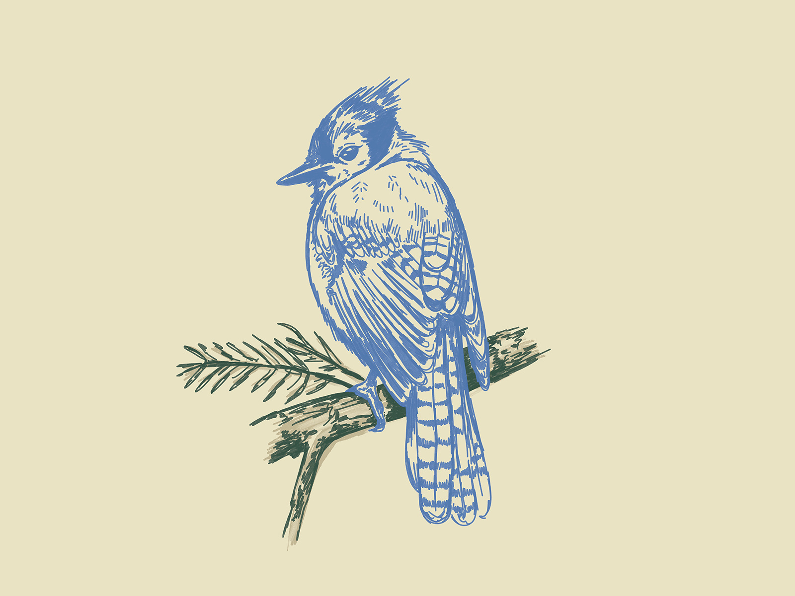 Blue Jay Sketchy Illustration animal bird birding blue blue jay branch drawing feathers hand drawn illustration illustration art illustrator nature outdoors packaging art packaging illustration procreate sketch wildlife wings