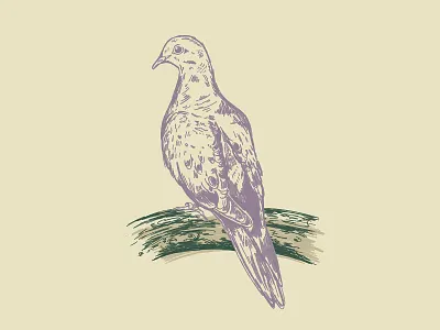 Dove illustration bird birding dove drawing hand drawn illustration morning dove peace sketch