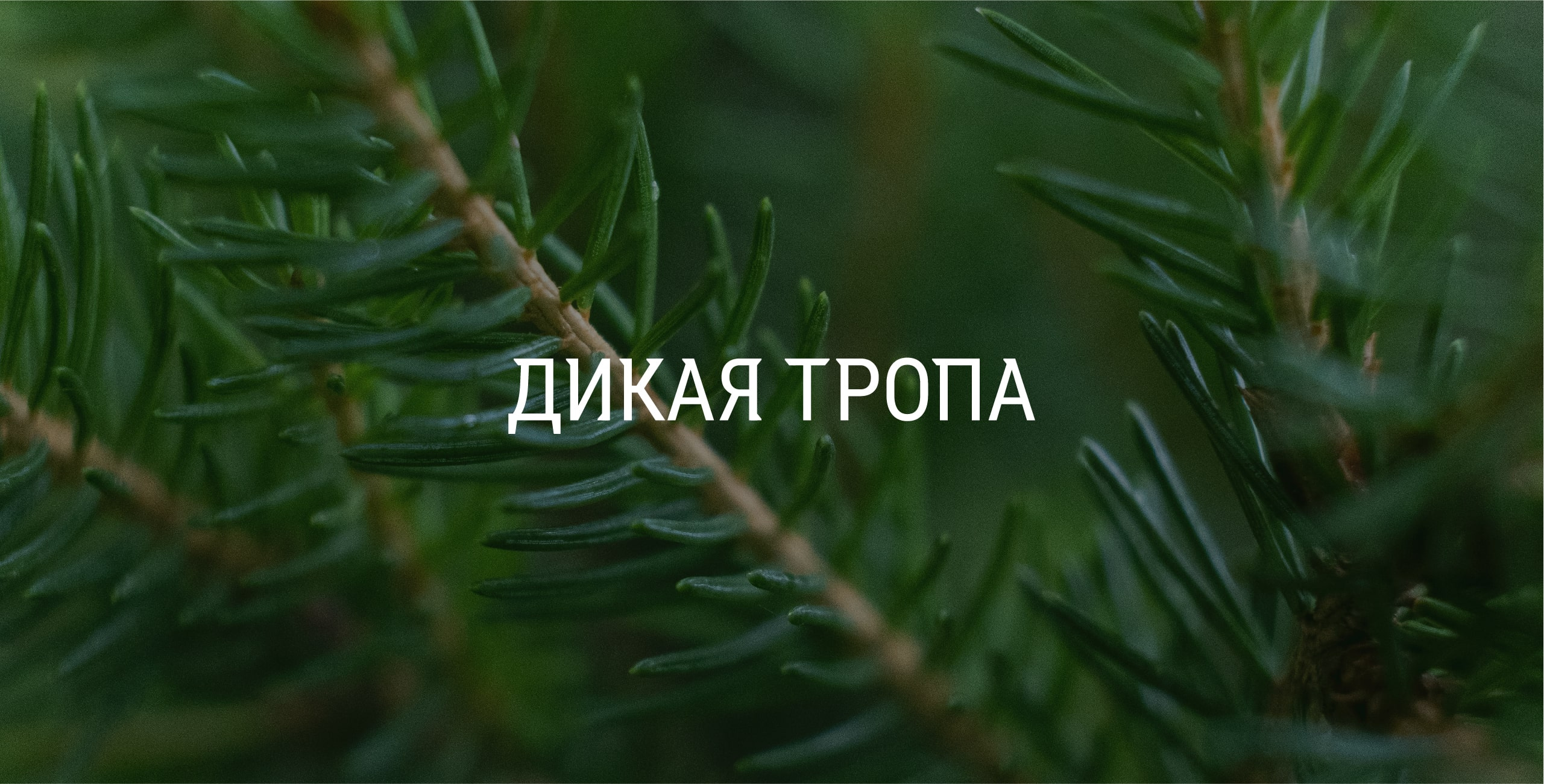 Wild Trail animation branding design graphic design hotel hotel branding hotel identity identity logo tourism tourist complex tourist complex branding vector