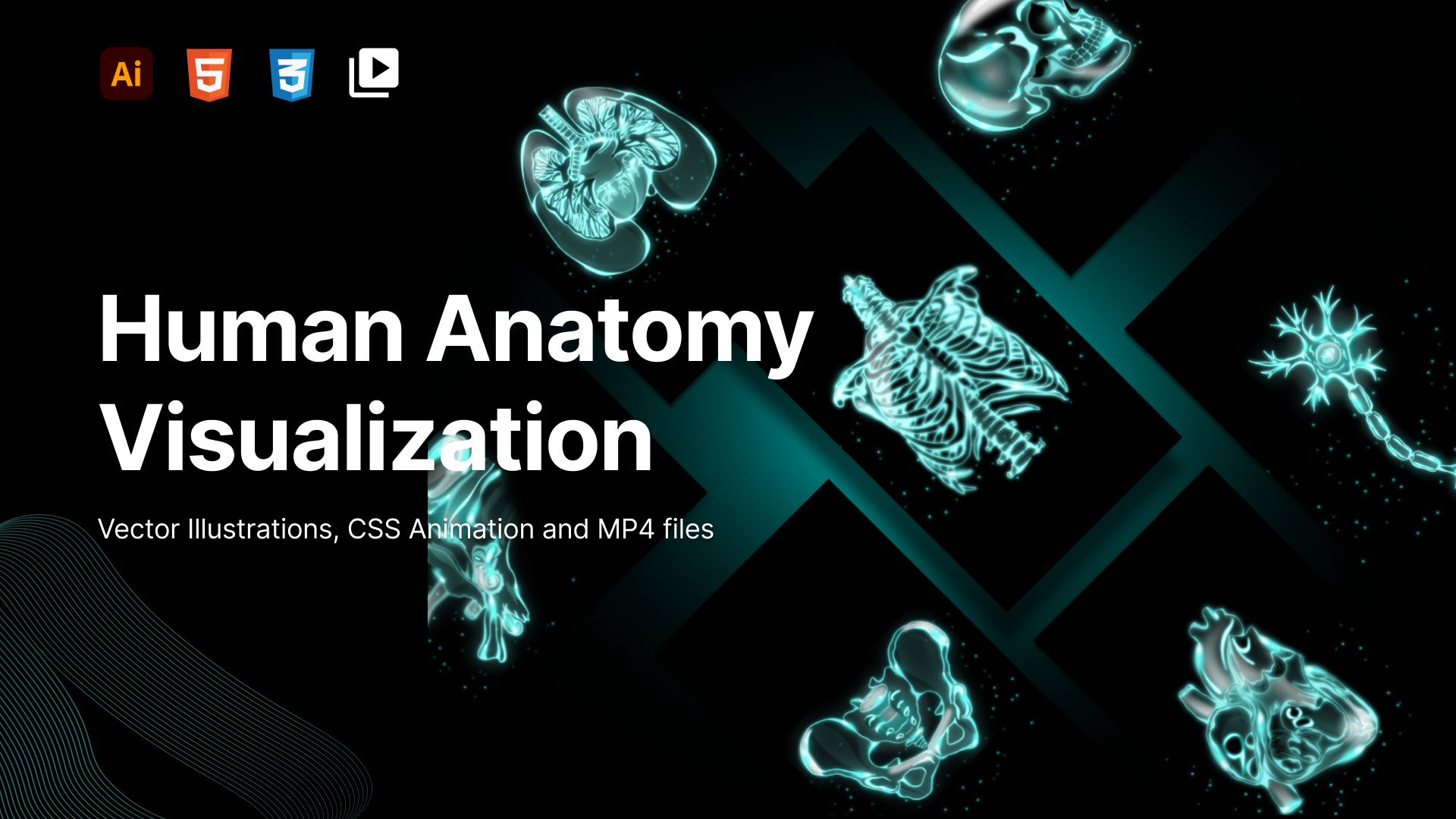 Motion graphics for human anatomy anatomy animation css development graphic design illustration medical motion graphics