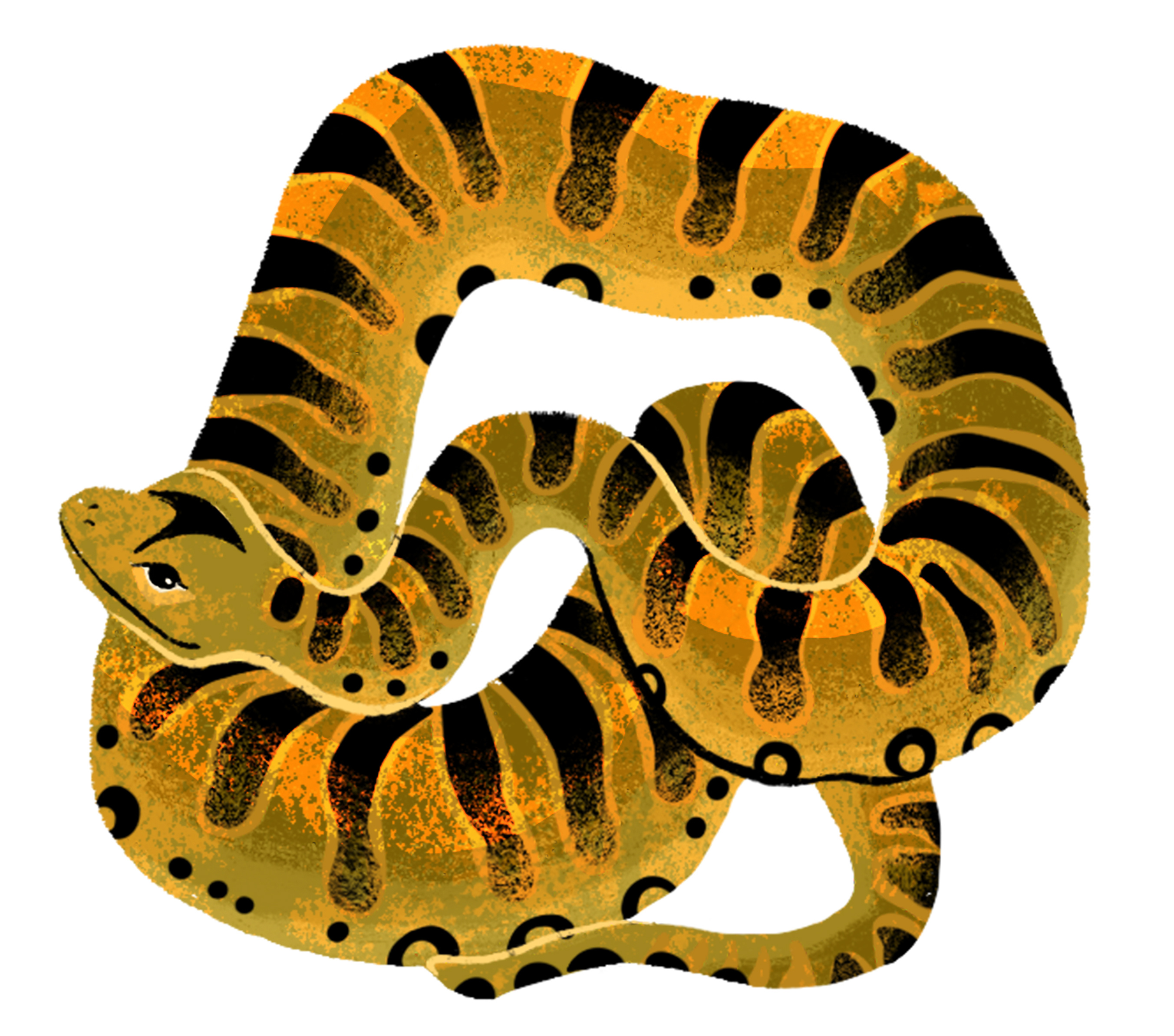 Animal fun - Ranger Rick Jr. Magazine animals illustration nature snake wildlife