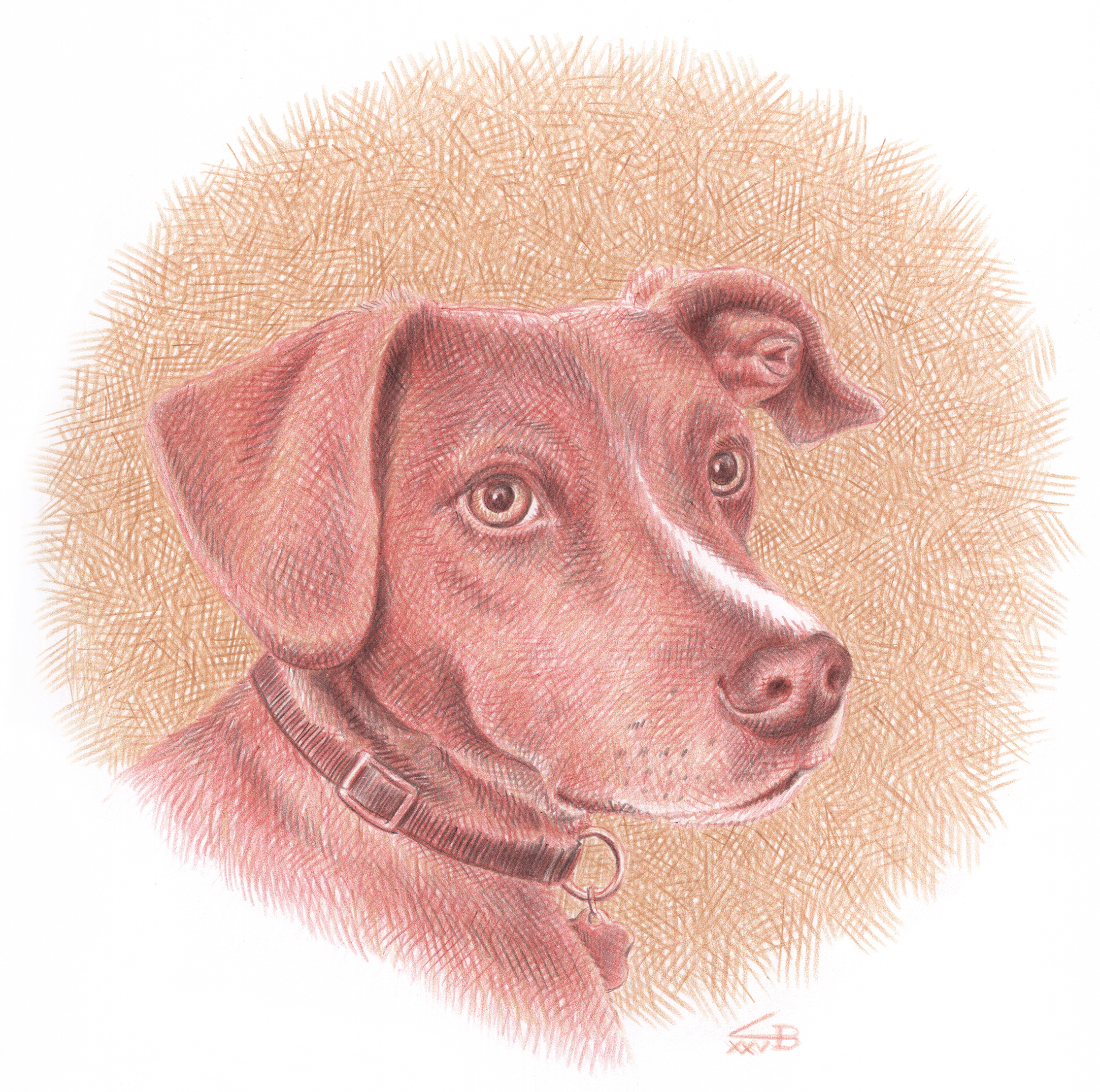 Pet Portrait animals art artist artwork colored pencil dog drawing hand drawn illustration pencil portrait