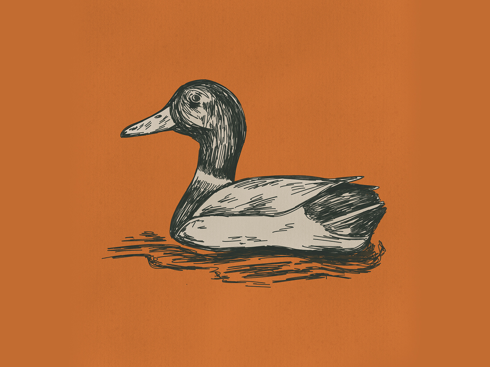Mallard duck illustration bird club drawing duck hand drawn hunt hunting illustration mallard monochromatic outdoors sketch sketchbook sketching sport sporting sportsman vintage wild wildlife