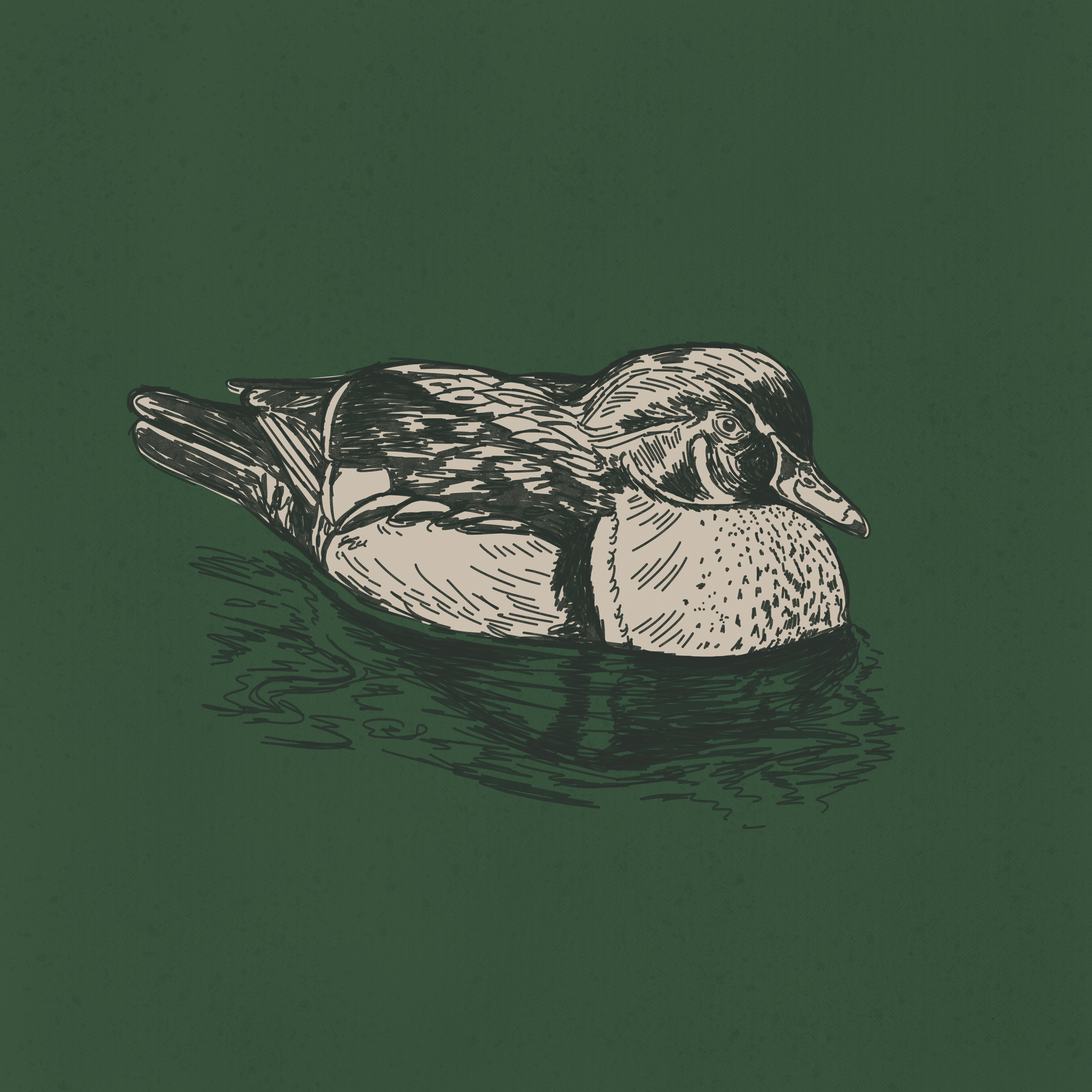 Wood duck illustration aver bird birding drawing duck floating foul hand drawn illustration sketch wood duck