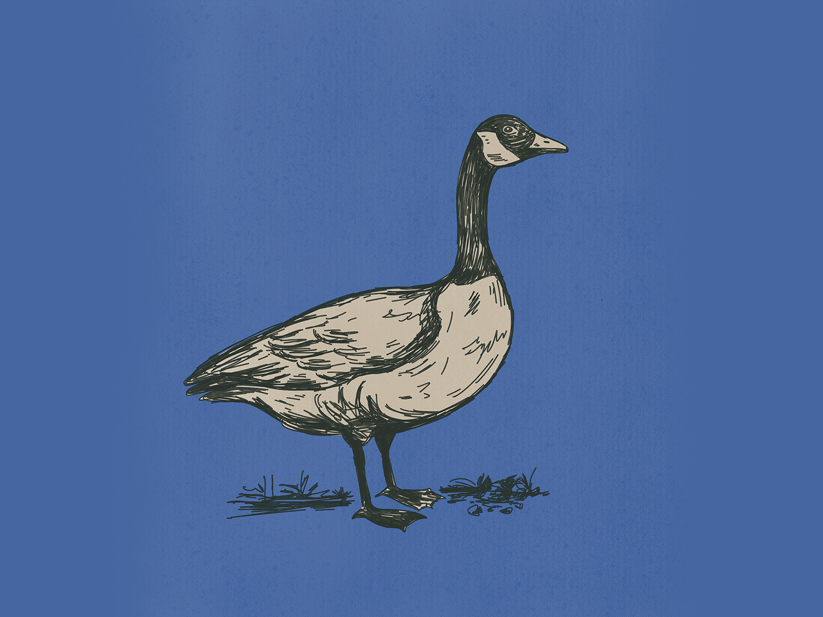 Goose illustration art bird birding drawing editorial art feathers fowl goose hand drawn illustration illustration art monochromatic sketch vintage