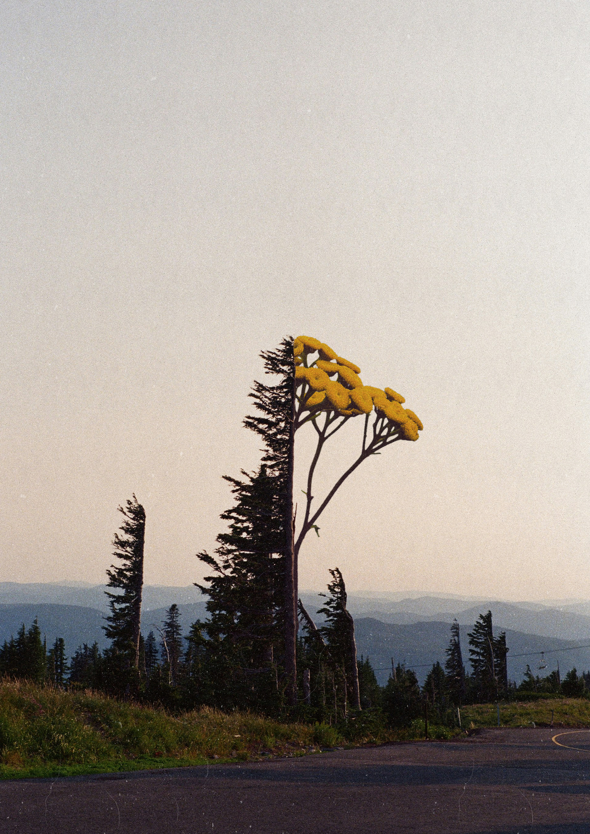 opposite album cover book cover collage cover design design digital art graphic design illustration poster 그래픽디자인 꼴라주 꼴라쥬 콜라주 콜라쥬