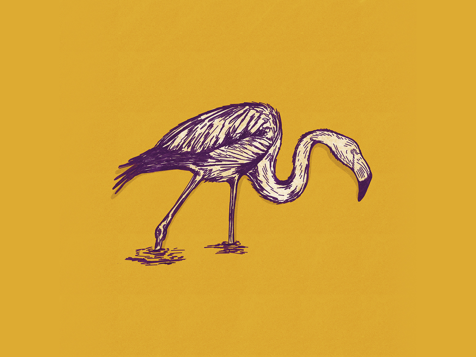 Flamingo Illustration animal bird birding digital drawing digital illustration drawing flamingo florida hand drawn illustration illustration art illustrator sketch tropical