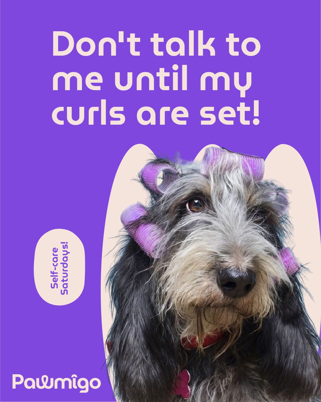 Flat Poster Design | Dog Food Branding | Pawmigo branding logo