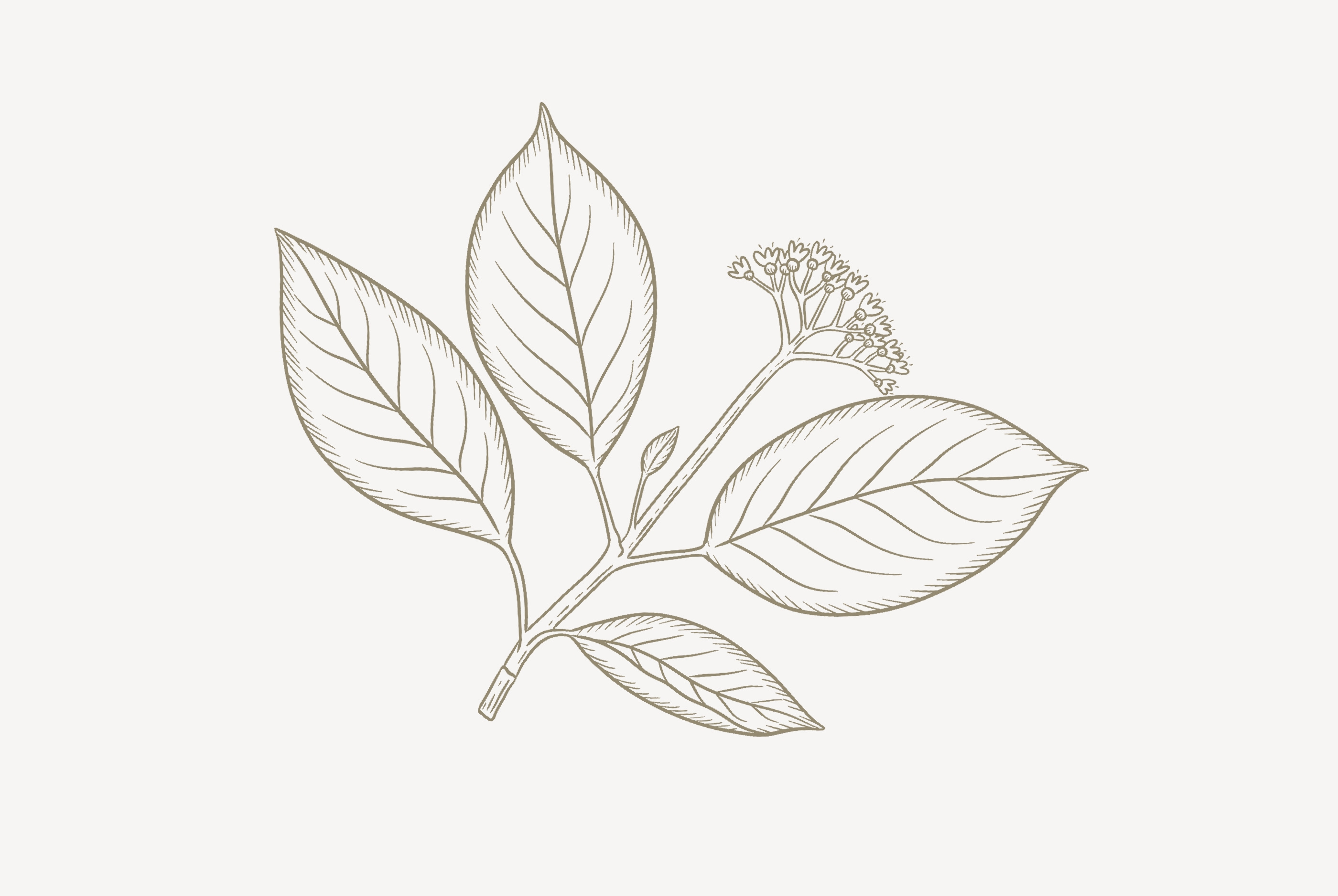 Line botanical illustration botanical illustration botany illustration cute illustration digital illustration graphic design illustration line botanical illustration line illustration line illustrations